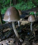 Pluteus longistriatus image