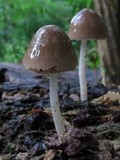 Pluteus longistriatus image