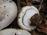 Agaricus silvicola image