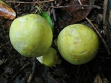 Agaricus auricolor image