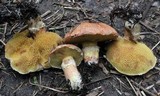 Suillus lakei image