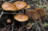 Kuehneromyces lignicola image