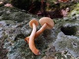 Gyroporus castaneus image