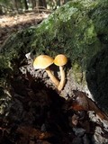 Gyroporus castaneus image