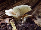Hohenbuehelia petaloides image
