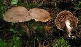 Cortinarius agathosmus image