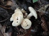 Hygrophorus laurae image