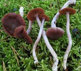 Cortinarius tortuosus image