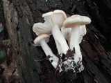 Hygrophorus laurae image