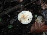 Hygrophorus laurae image