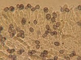Melanoleuca angelesiana image