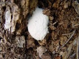 Fuligo septica image