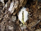 Fuligo septica image