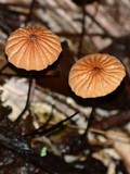 Marasmius coniatus image