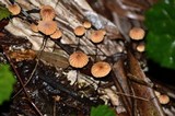 Marasmius coniatus image