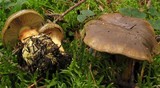 Cortinarius atrovirens image