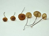 Marasmius coniatus image