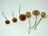 Marasmius coniatus image