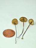 Marasmius coniatus image