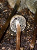 Panaeolus cyanescens image