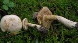 Cortinarius fraudulosus image