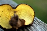 Boletinellus merulioides image