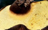 Boletinellus merulioides image