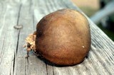 Boletinellus merulioides image