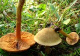 Cortinarius venetus image