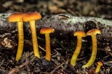 Hygrocybe miniata image