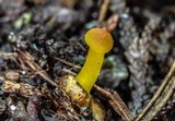 Hygrocybe miniata image
