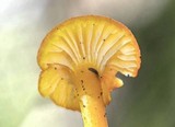 Hygrocybe miniata image