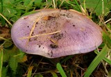 Cortinarius eucaeruleus image