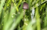 Panaeolus olivaceus image