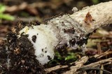 Amanita sect. Vaginatae image