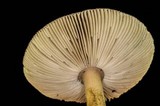Amanita sect. Vaginatae image