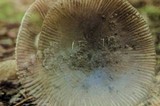 Amanita sect. Vaginatae image