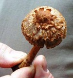 Inocybe fraudans image