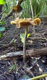 Psilocybe subaeruginosa image