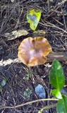 Psilocybe subaeruginosa image