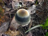 Panaeolus rubricaulis image