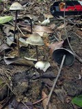 Panaeolus rubricaulis image