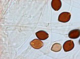 Panaeolus rubricaulis image