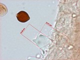 Panaeolus rubricaulis image