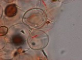 Panaeolus rubricaulis image