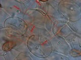 Panaeolus rubricaulis image