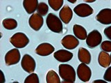 Panaeolus rubricaulis image