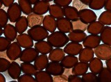Panaeolus rubricaulis image