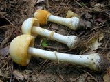 Amanita roseitincta image
