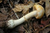 Amanita roseitincta image